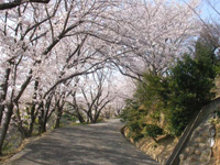 種松山さくら