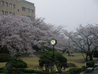 入学式当日の庭園(2008.04.07)