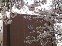入学式当日の桜